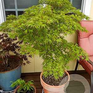 Acer pal. 'Kamagata' 100-125 cm 50L