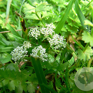 Apium repens GM P9