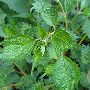 Boehmeria spicata GM P9