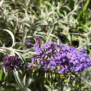 Buddleja davidii nanhoensis GM 2,0L leverbaar