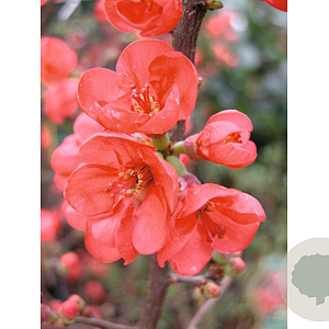 Chaenomeles 'Friesdorfer 18' 100-125 cm 20L 3 tak