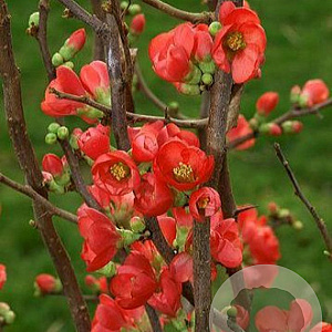 Chaenomeles spec. 'Rubra' 100-125 cm 20L 3 tak