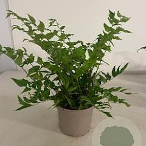 Cyrtomium fortunei clivicola GM 2,0L