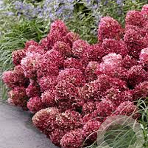 Hydrangea pan. Living Little Rosy GM 3,0L leverbaar