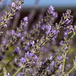 Lavandula int. Sensational! GM P9