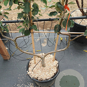 Malus d. 'Schone van Boskoop' GM 50L dubbele u vorm