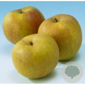 Malus d. 'Schone van Boskoop' GM 50L dubbele u vorm
