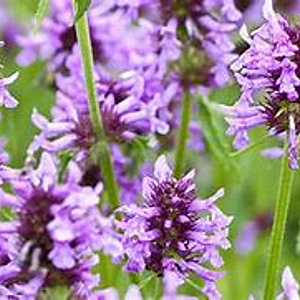 Nepeta nervosa GM 2,0L