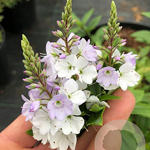 Parahebe catarrac. Pink Avalanche GM 3,0L leverbaar