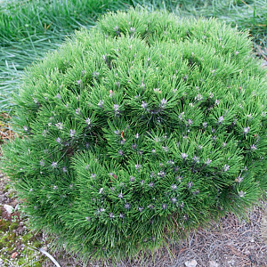 Pinus 'Marie Bregeon' 30-40 cm 20L