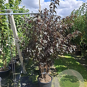 Prunus ser. 'Royal Burgundy' 250-300 cm cont. 110L