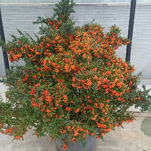 Pyracantha 'Navaho' 125-150 cm 20L