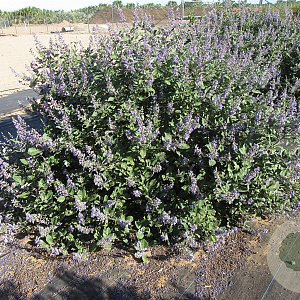 Vitex Magical Chicagoland Blues 150-175 cm 50L