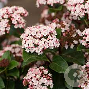 Viburnum tin. 'Loren' 20-30 cm 2,0L