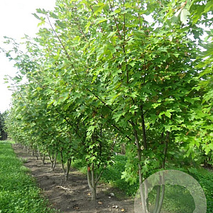 Acer freemanii 200-250 cm draadkluit meerstammig 160-180 cm diameter