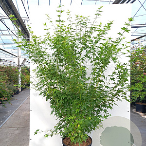 Acer pal. 'Bi-hoo' 150-175 cm 20L meerstammig