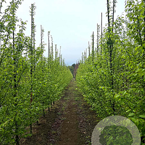 Carpinus bet. 'Fastigiata' 12-14 HO draadkluit geveerd