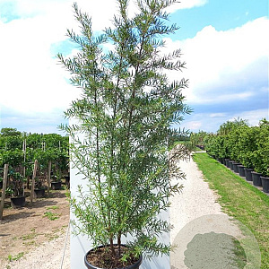 Hippophae rhamn. 'Hergo' 100-125 cm 20L struik