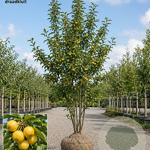 Malus 'Butterball' 250-300 cm draadkluit meerstammig 350-400 diameter