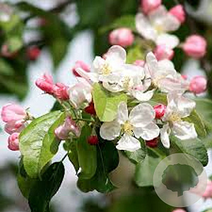 Malus 'Gorgeous' 250-300 cm draadkluit meerstammig 350-400 diameter