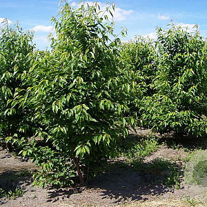 Prunus a. 'Plena' 250-300 cm draadkluit meerstammig 350-400 diameter