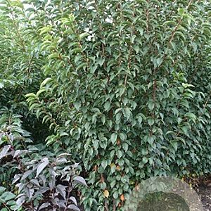 Prunus 'Spire' 350-400 cm draadkluit meerstammig op aanvraag