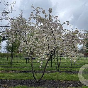 Prunus ser. 'Shôgetsu' 250-300 cm draadkluit meerstammig 350-400 diameter