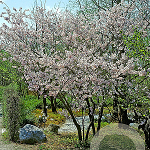 Prunus ser. 'Taihaku' 250-300 cm draadkluit meerstammig 350-400 diameter