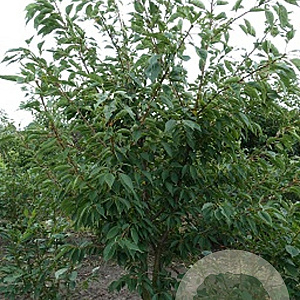 Prunus ser. 'Shirotae' 400-450 cm draadkluit meerstammig 200-250 diameter