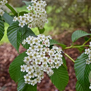 Sorbus caloneura 6-8 HO draadkluit