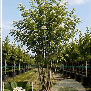 Sorbus frutescens 125-150 cm met kluit meerstammig