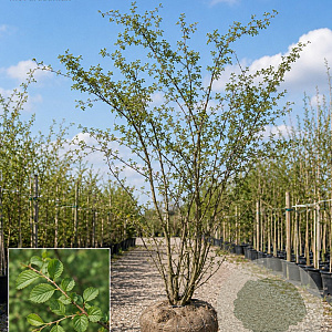 Ulmus parvifolia 'Sagei' 125-150 cm met kluit meerstammig