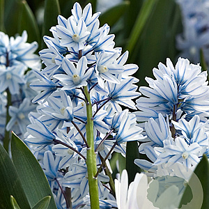 Puschkinia libanotica 5 cm verpakt per 100