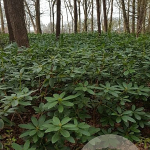 Rhododendron 'Catawbiense Grandiflorum' 80-100 cm met kluit boskwaliteit