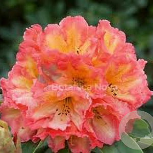 Rhododendron 'Scyphocalix' 60-70 cm 20L
