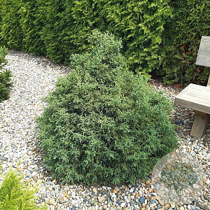 Chamaecyparis o. 'Lycopodioides' 25-30 cm 3,5L