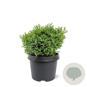 Chamaecyparis o. 'Saffron Spray' 25-30 cm 3,5L
