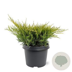 Juniperus media 'Old Gold' 25-30 cm 3,5L