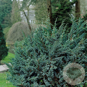 Juniperus squamata 'Meyeri' 30-40 cm 3,0L