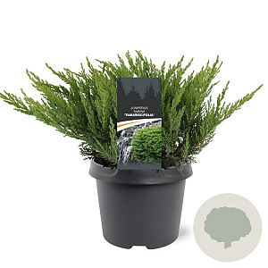 Juniperus sabina 'Tamariscifolia' 25-30 cm 3,5L