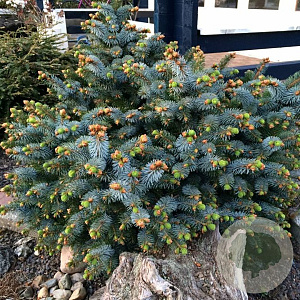 Picea sitchensis 'Tenas' 20-25 cm 3,0L