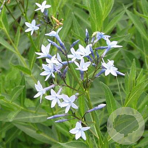Amsonia orientalis GM P9