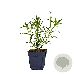 Coreopsis 'Redshift' GM  P11