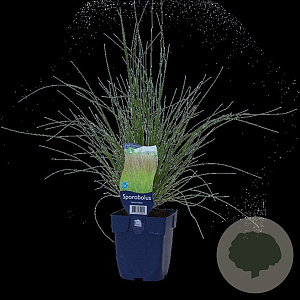 Sporobolus heterolepis GM  P11