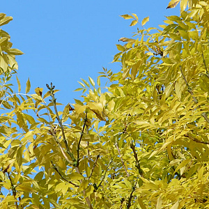 Fraxinus e. 'Jaspidea' 10-12 HO container