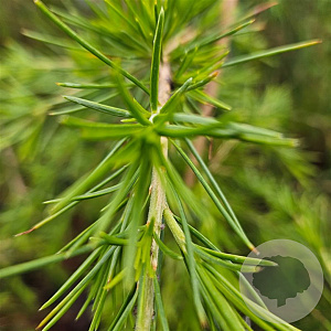 Cedrus deod. 'Gold Cascade' 80-100 cm 5,0L