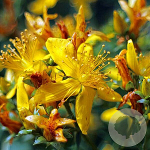 Hypericum i. 'Elstead' GM 1.5