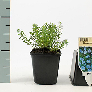 Linum perenne 'Saphir' GM P9