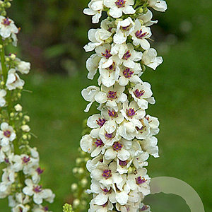Verbascum chaixii 'Album' GM P9