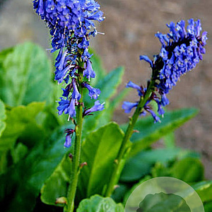 Wulfenia carinthiaca GM P9